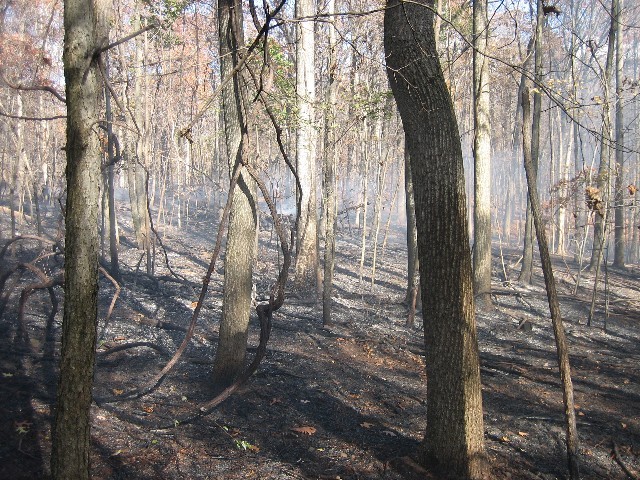 Approximately 3 acres burned in this woods fire